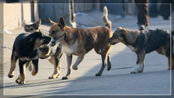 Сотрудники МВД проверяют интернет-сайт убийц собак
